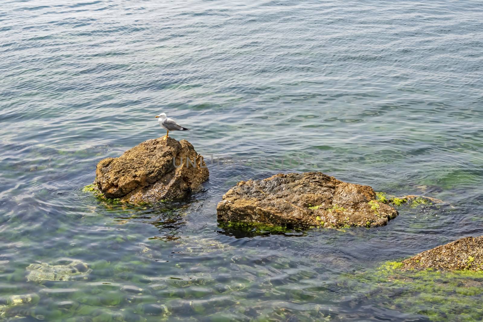sea gull on the rocks
