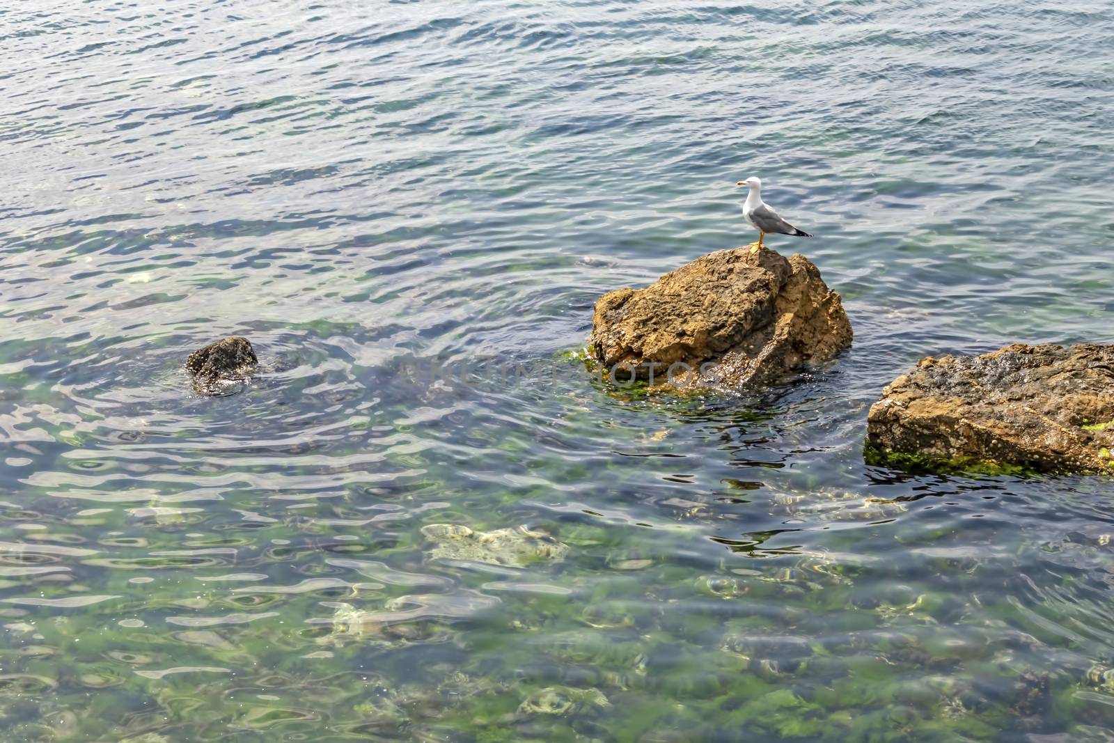 sea gull on the rocks