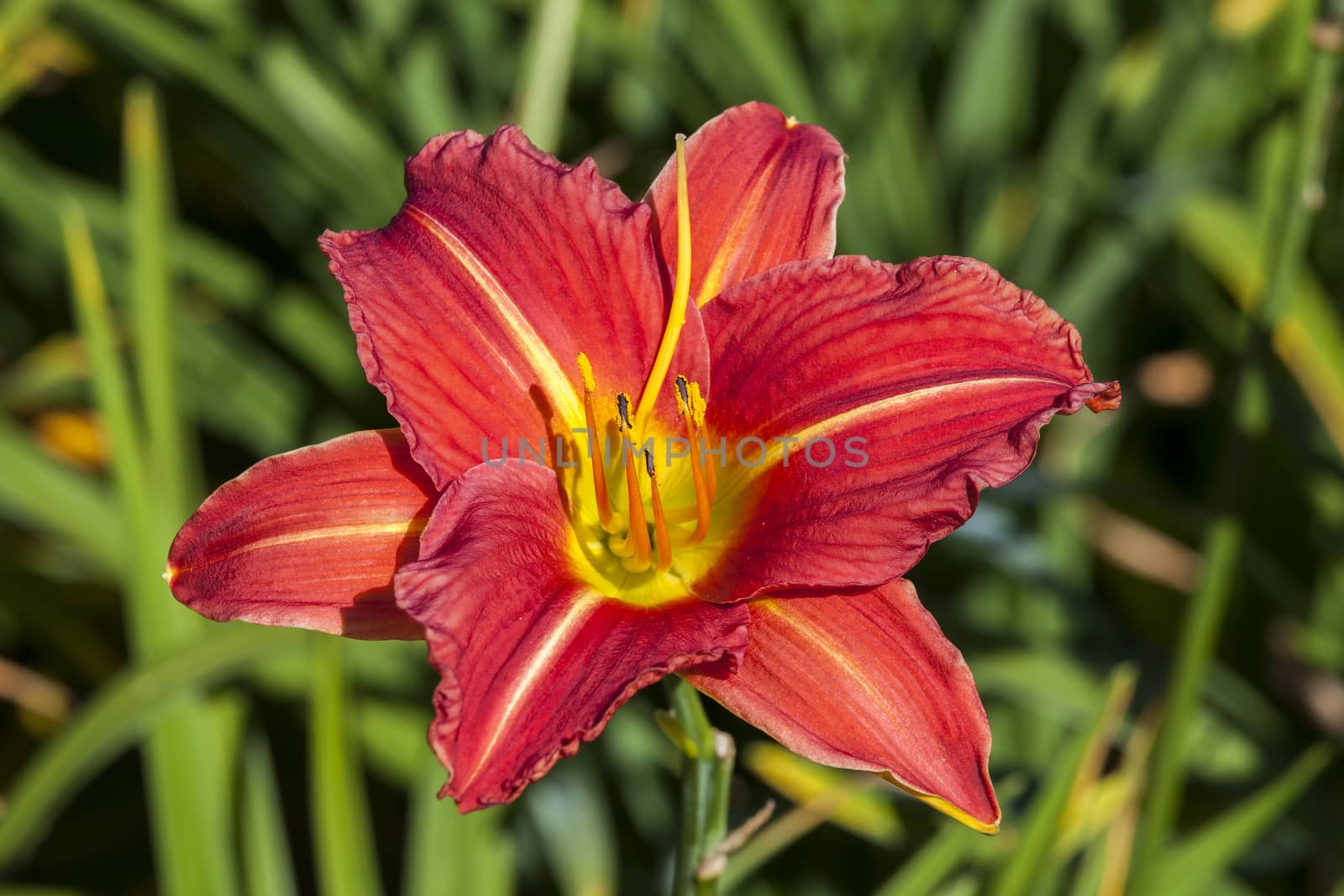 Hemerocallis 'Morocco Red'  by ant