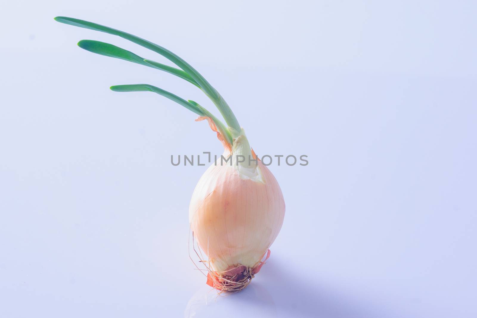 An onion on a white background