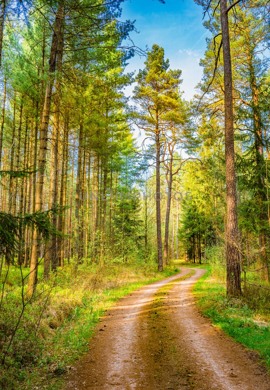 Green pine tree woodland with path and sunny blue sky