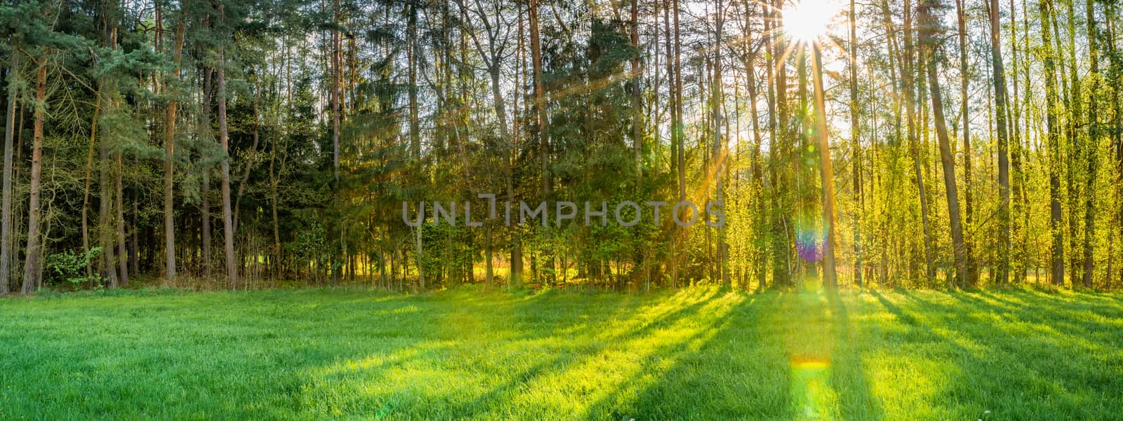 Sunbeams shining through green forest trees, panoramic view