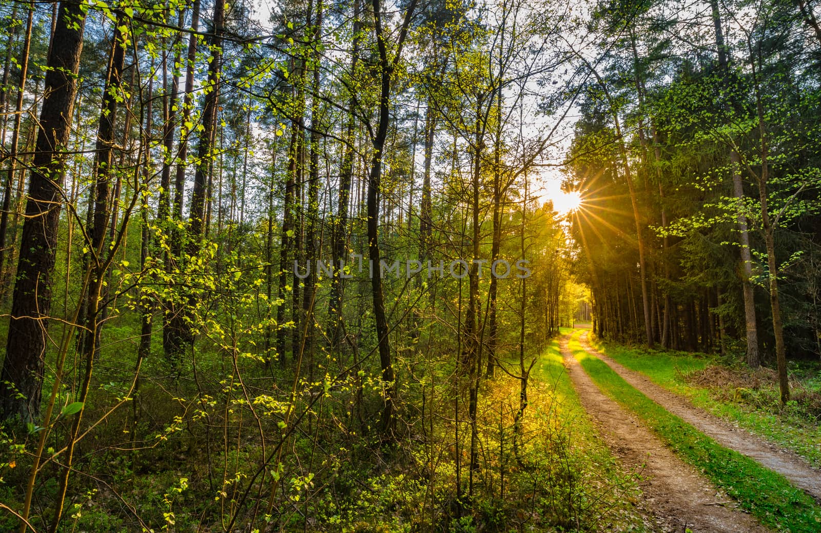 Green forest path with idyllic sunlight in green nature 