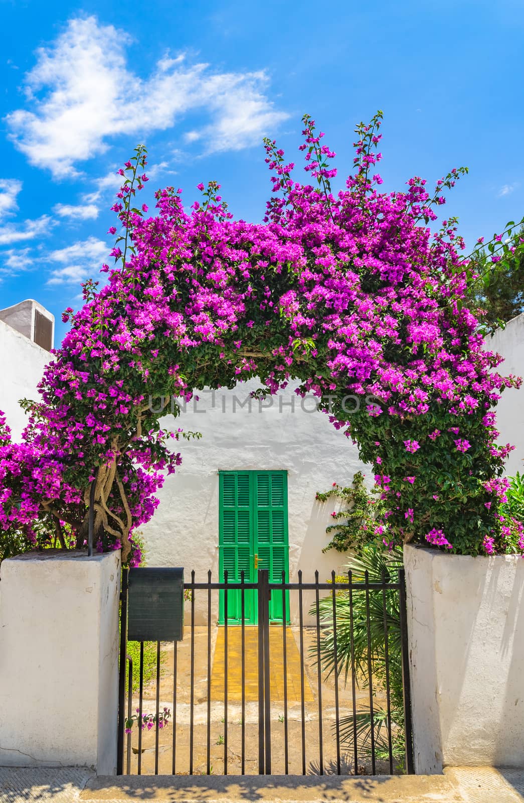 Beautiful flowering bougainvillea plant arch at entrance of mediterranean house