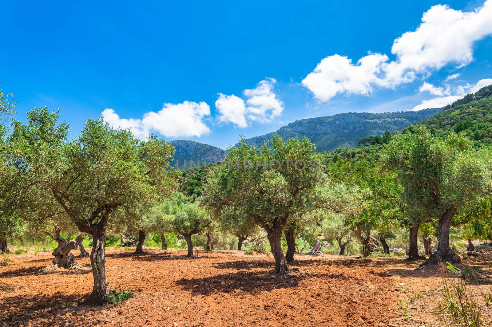 Olive trees field, beautiful scenic mediterranean landscape background