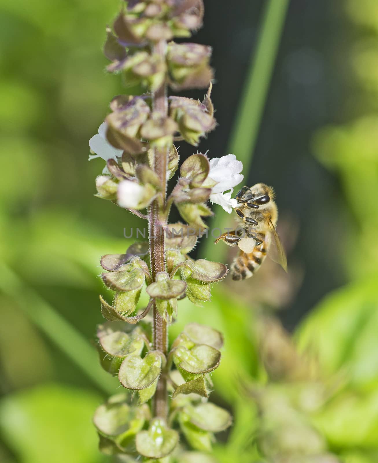 Close-up detail of a honey bee apis green flower bud in spring garden