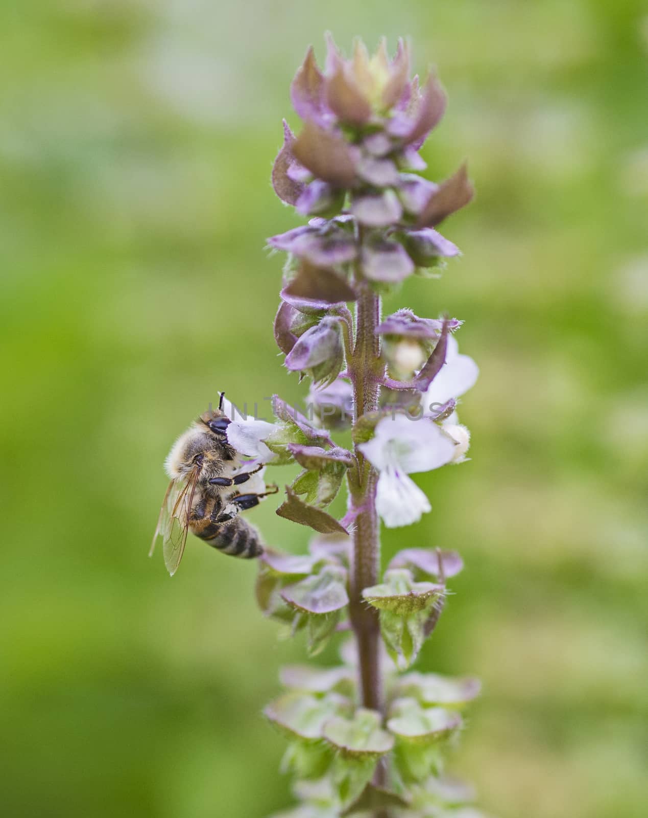Honey bee on flower bud in garden by paulvinten