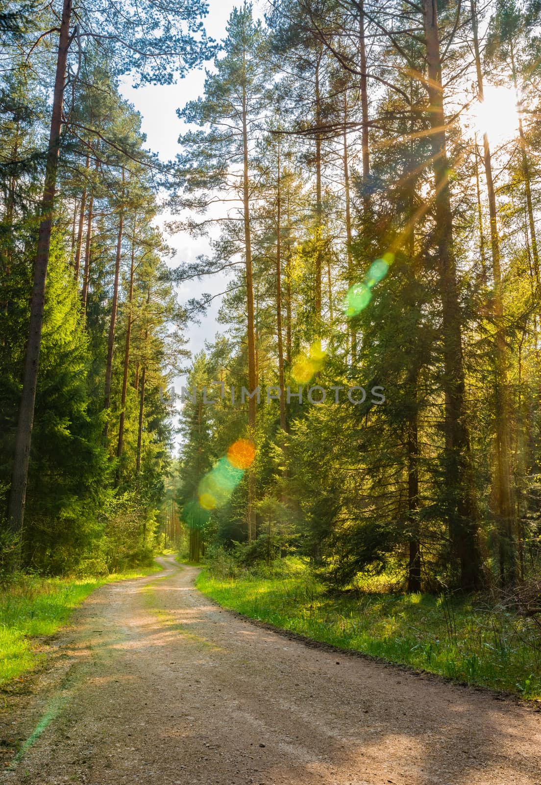 Path in pine tree landscape with beautiful sunlight