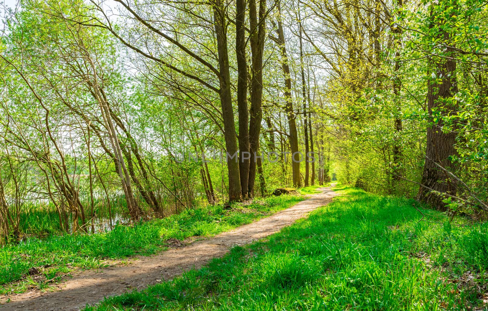 Idyllic spring nature with track along trees allee at springtime