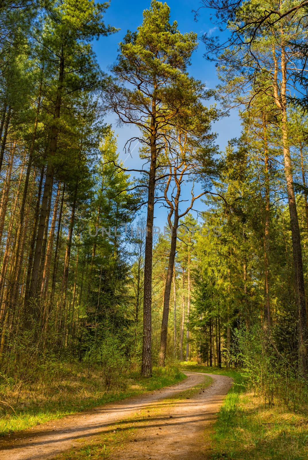 Dirt road in pine tree woodland with sunny blue sky 