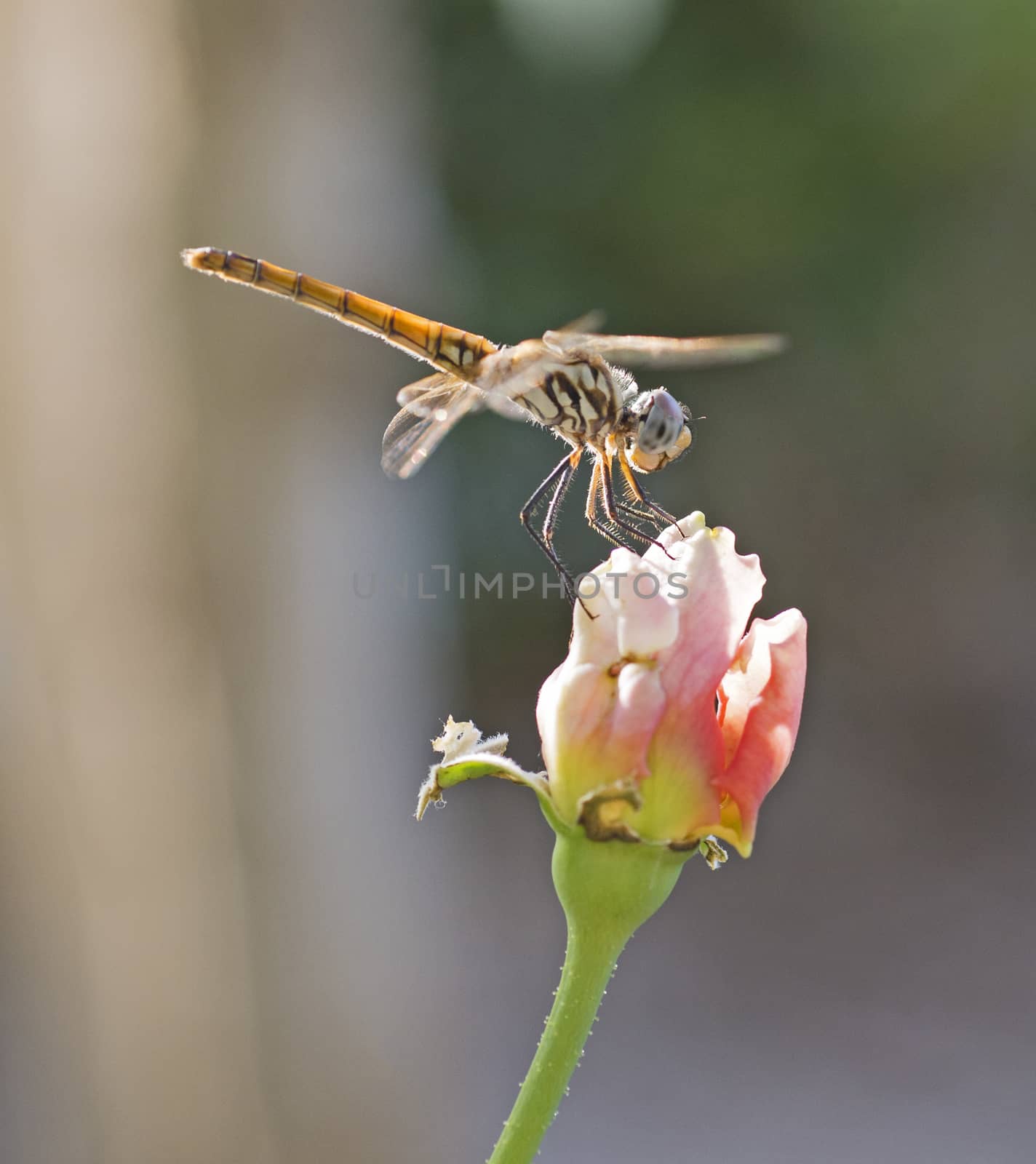 Closeup macro detail of wandering glider dragonfly Pantala flavescens on flower head in garden