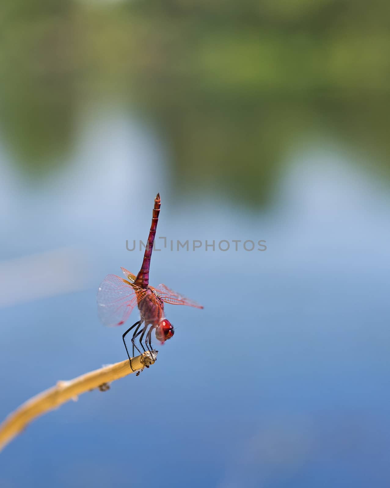 Closeup macro detail of red meadowhawk dragonfly Sympetrum illotum on plant stalk in field meadow with river background