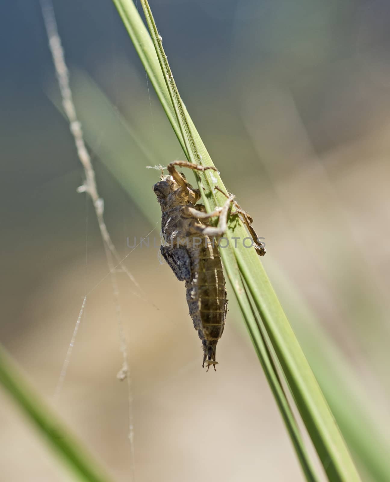 Closeup macro detail of Egyptian grasshopper anacridium aegyptium on plant stalk in field meadow