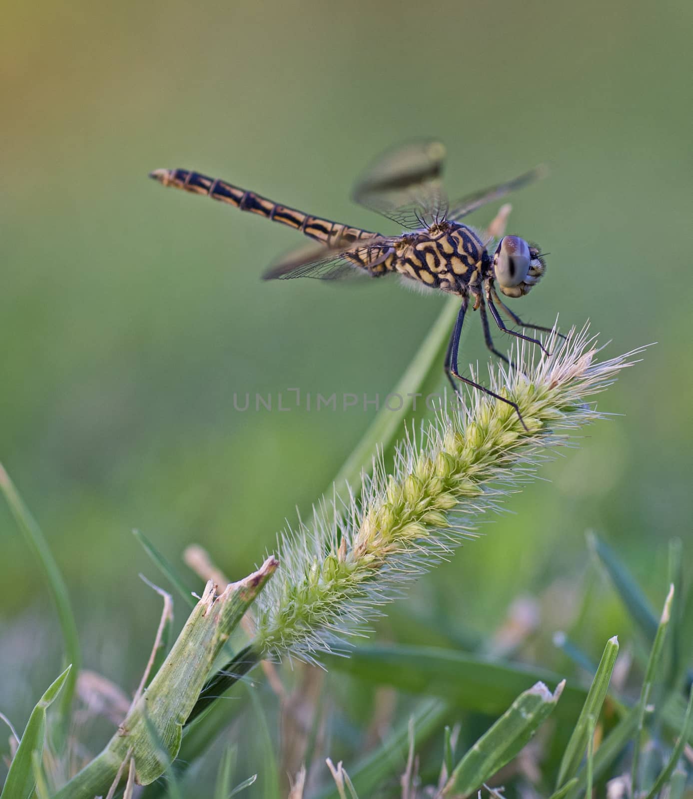Closeup macro detail of wandering glider dragonfly Pantala flavescens on grass in field meadow
