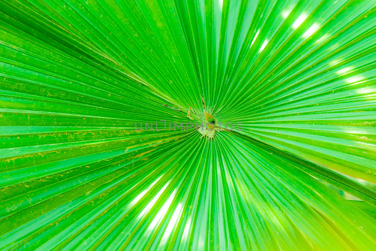 The beautiful green leaf of the palm tree and its lined pattern and texture are made