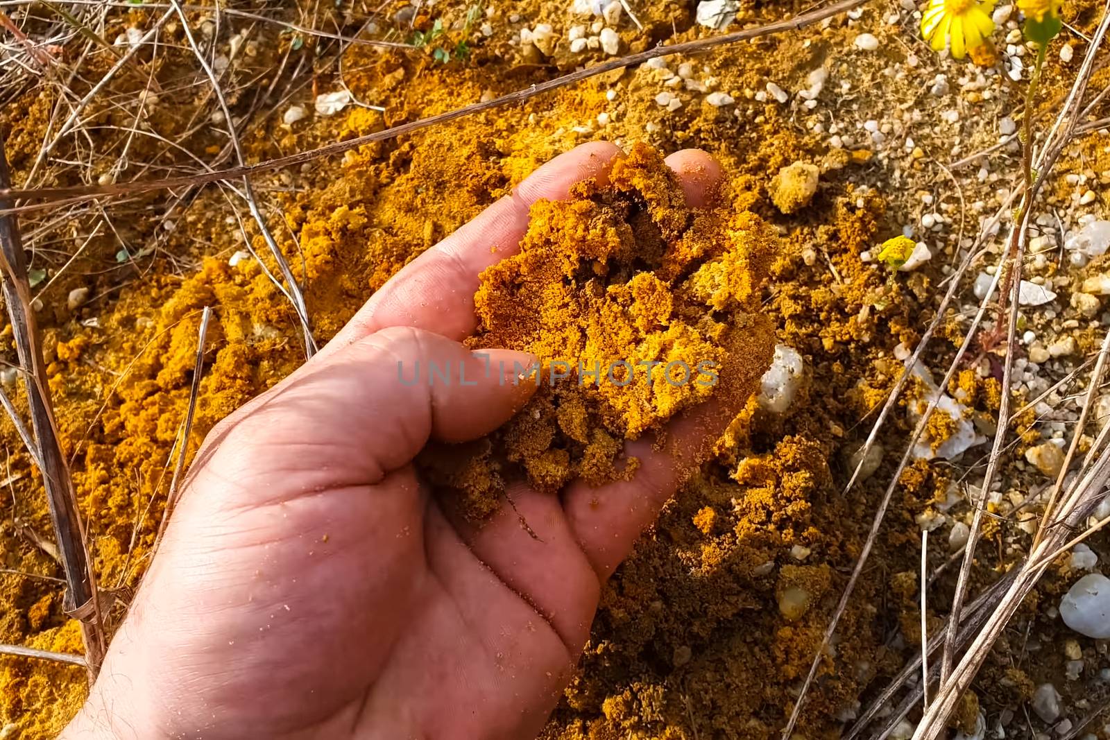 Hand feeling the rock containing gold. gold mining.