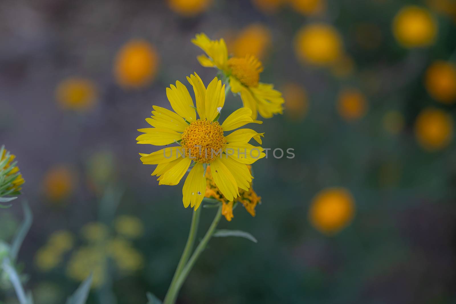 A blend of soft focus and vintage effect on native sunflower in winter by 9500102400