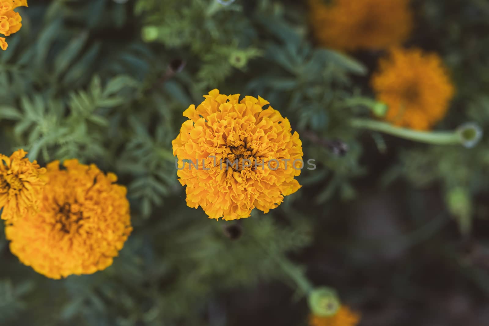 A mixture of soft focus and vintage effect on marigold flower