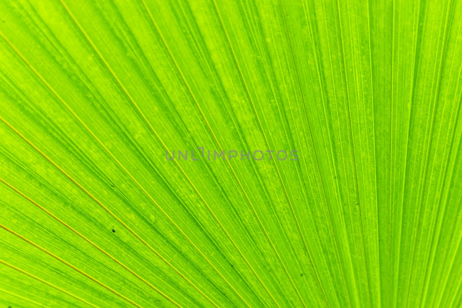 Soft focus of the camera on the green palm leaf, background image