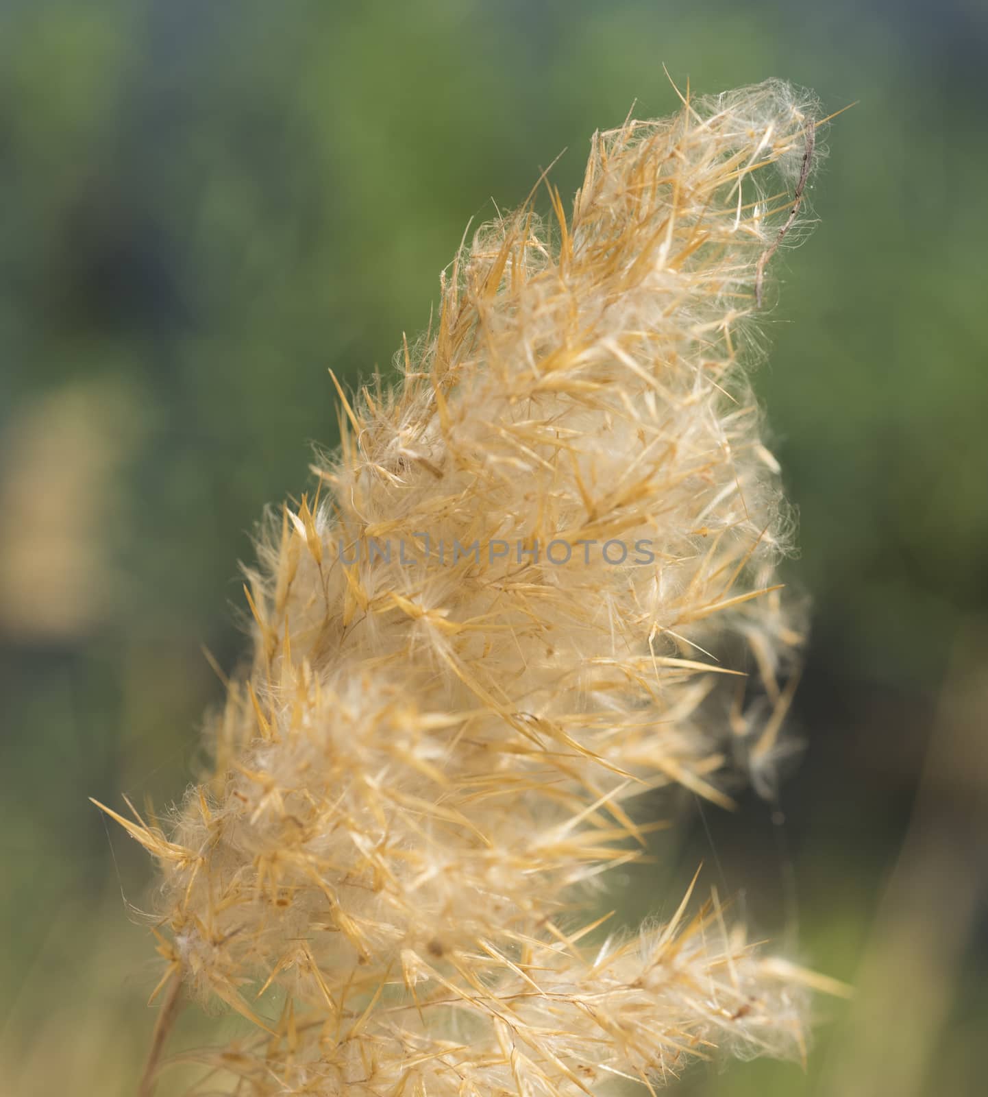 Close-up detail of cotton grass seed head eriophorum in rural meadow