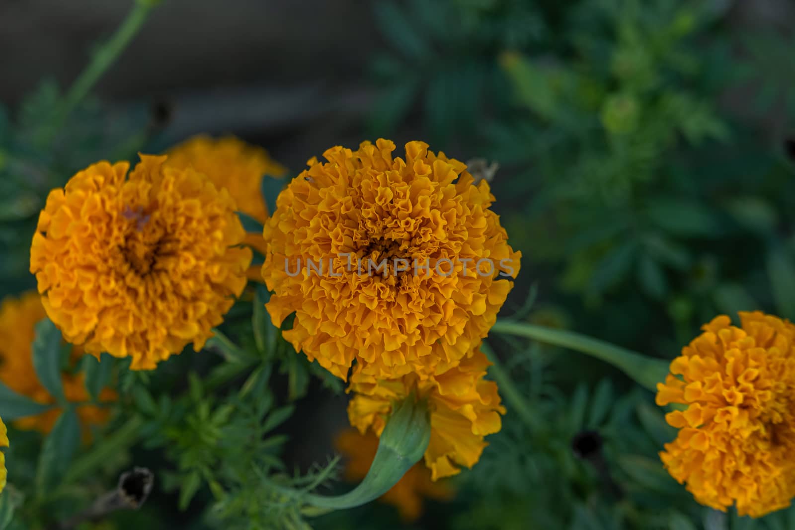A mixture of soft focus and vintage effect on marigold flower in winter by 9500102400