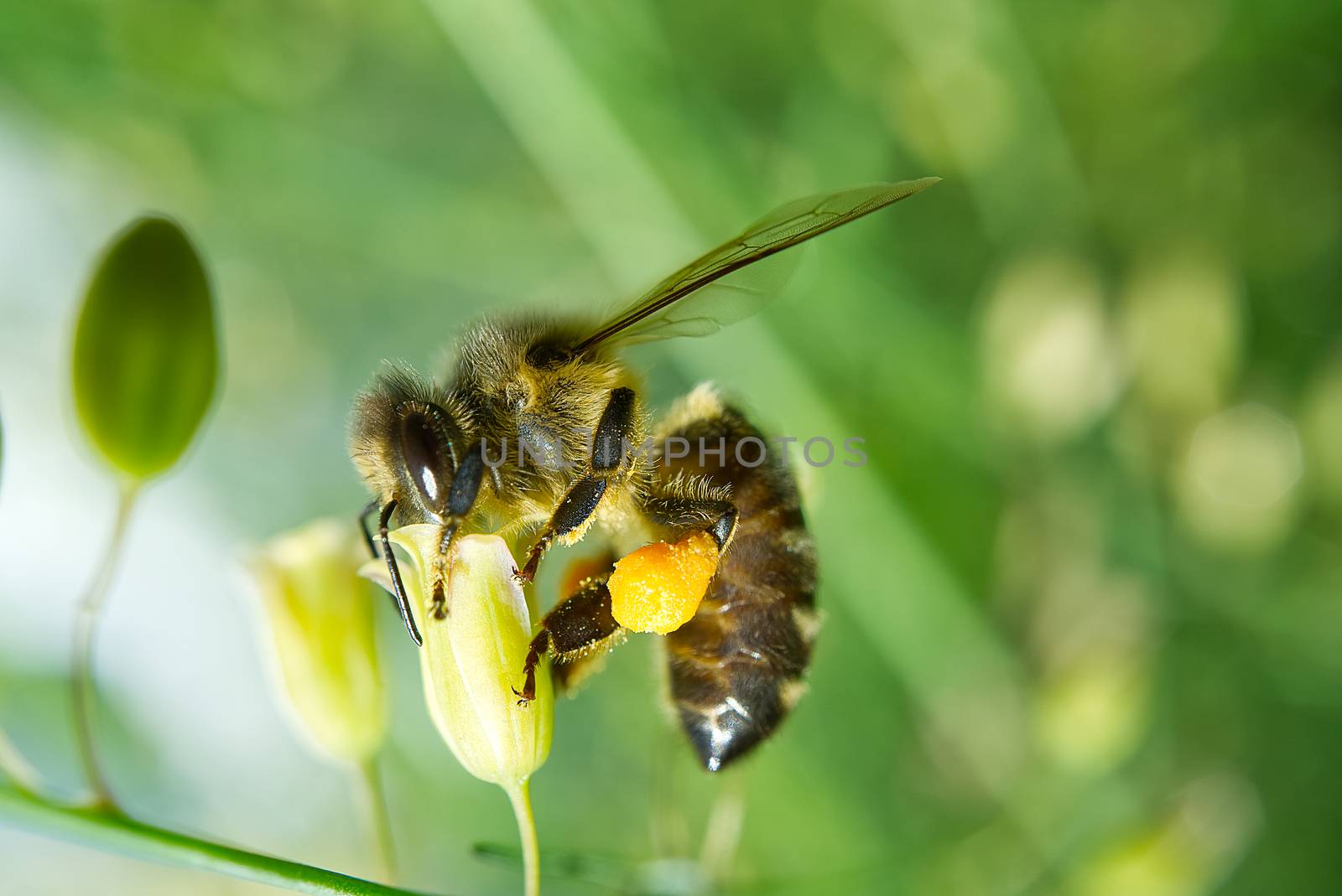 Honey bee worker collecting pollen from blossom of Asparagus tenuifolius plants. macro shoot