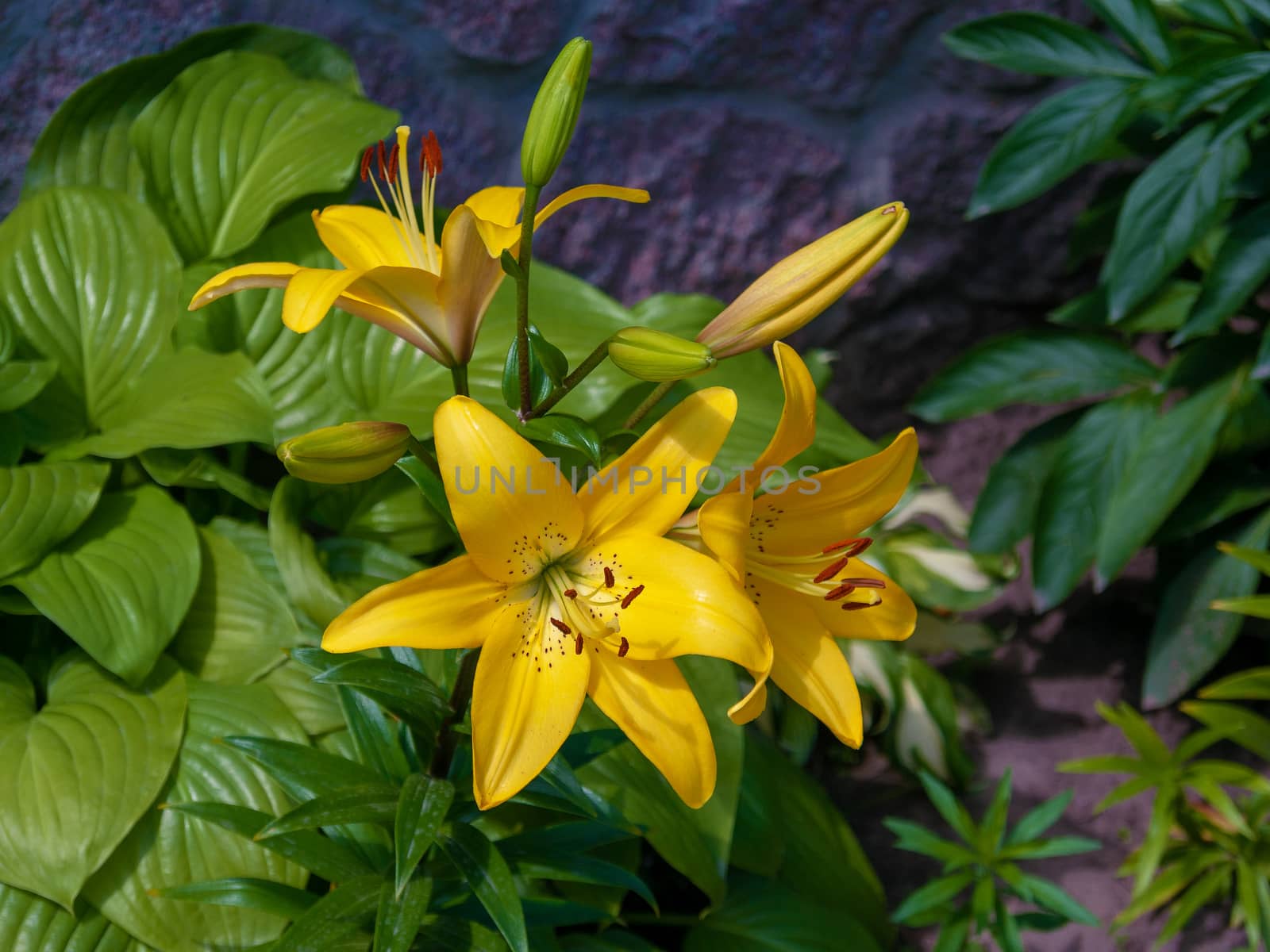 Beautiful lily flowers in the front garden