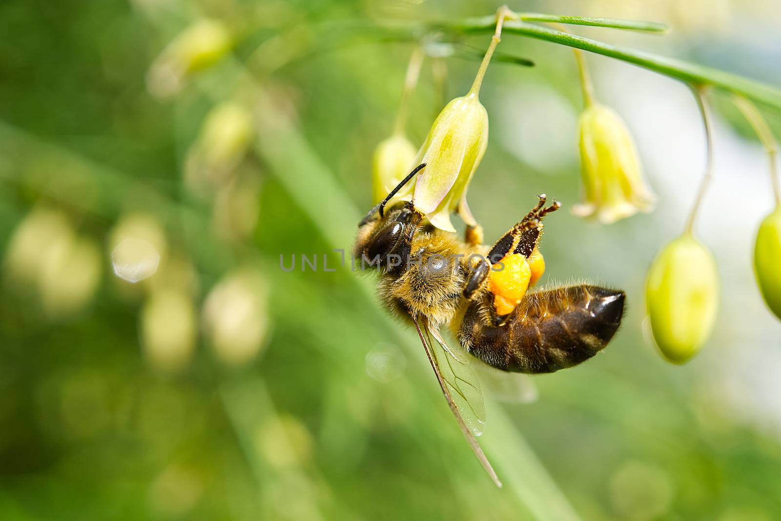 Honey bee worker collecting pollen from blossom of Asparagus tenuifolius plants. macro shoot