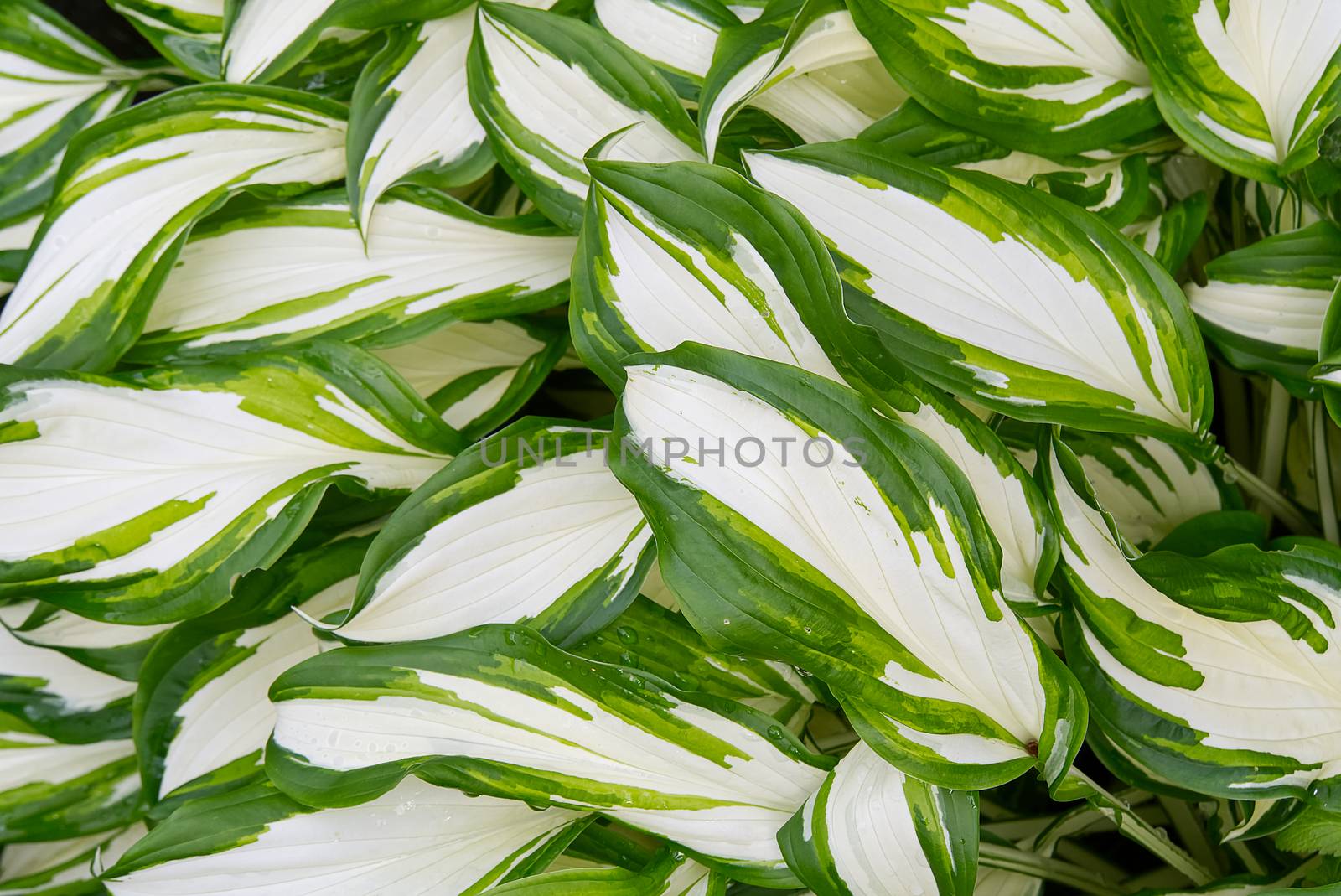Plantain lilies, Hosta plant in the garden. Close-up green and white leaves, background