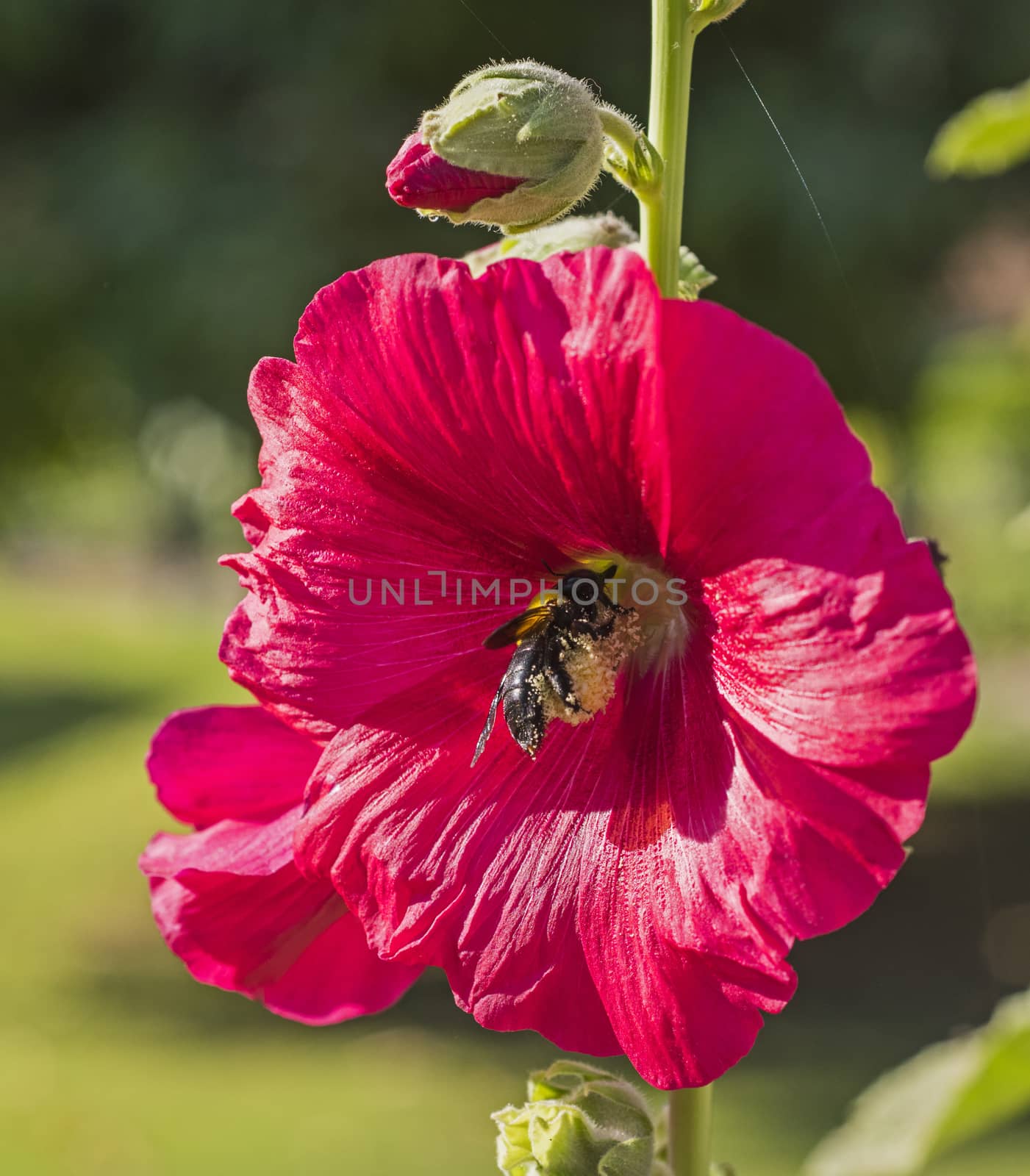 Close-up detail of a red hibiscus rosa sinensis flower petals and stigma in garden with bumble bee