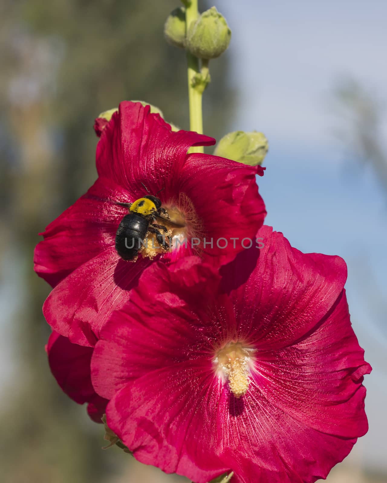 Closeup of a hibiscus rosa sinensis red flower with bumble bee by paulvinten