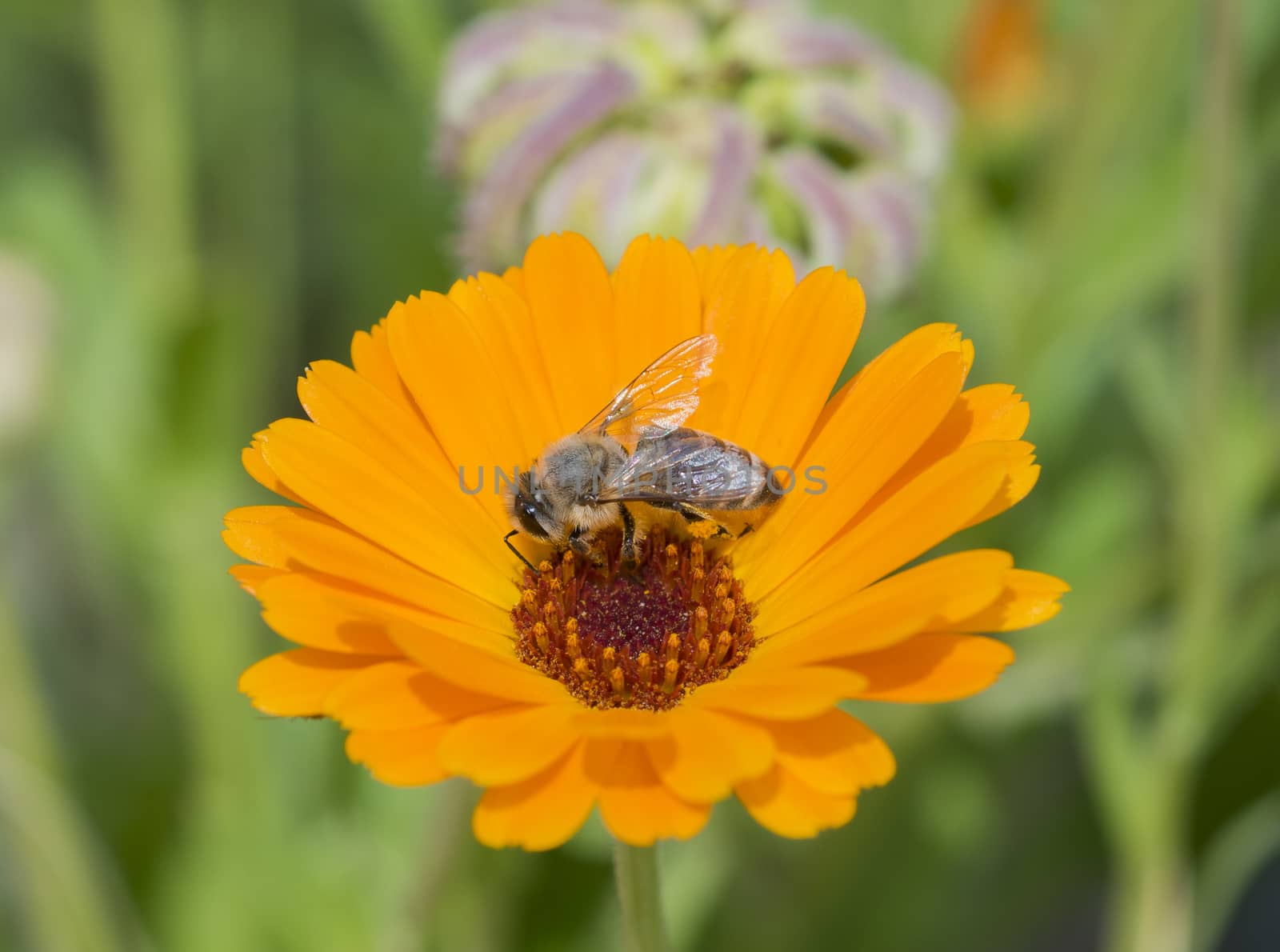 Close-up detail of a honey bee apis collecting pollen on yellow daisy flower in garden