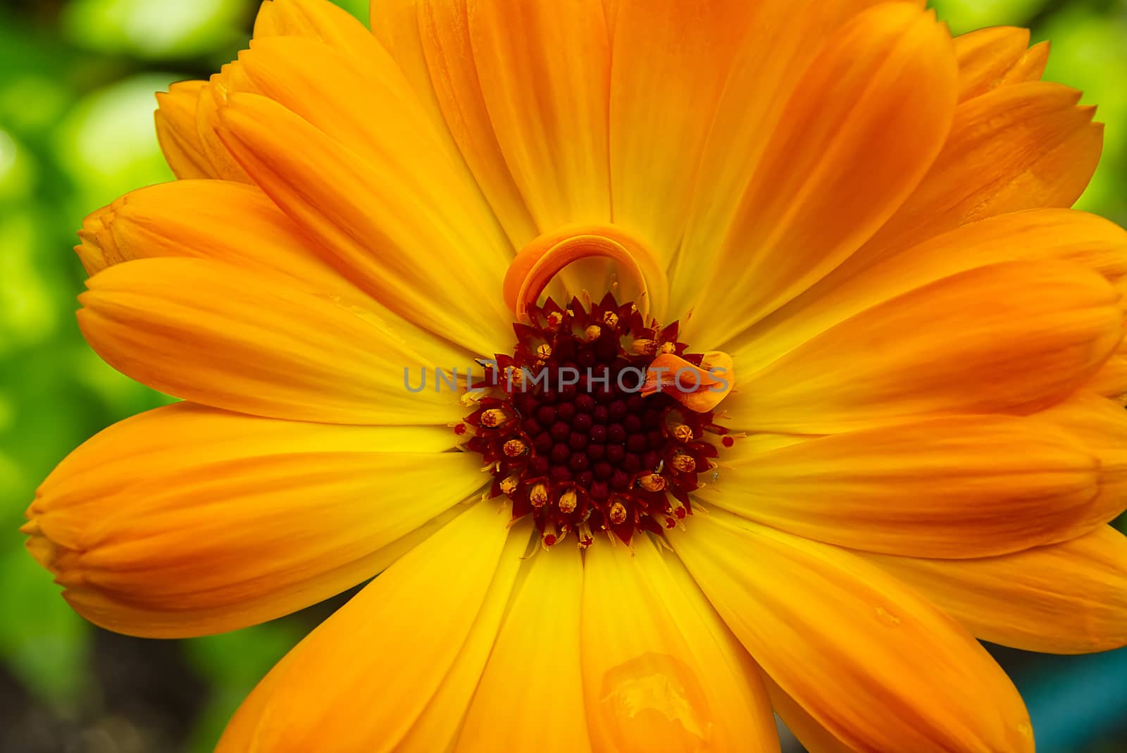 Macro shoot of Calendula flower, Calendula officinalis or english marigold on blurred green background