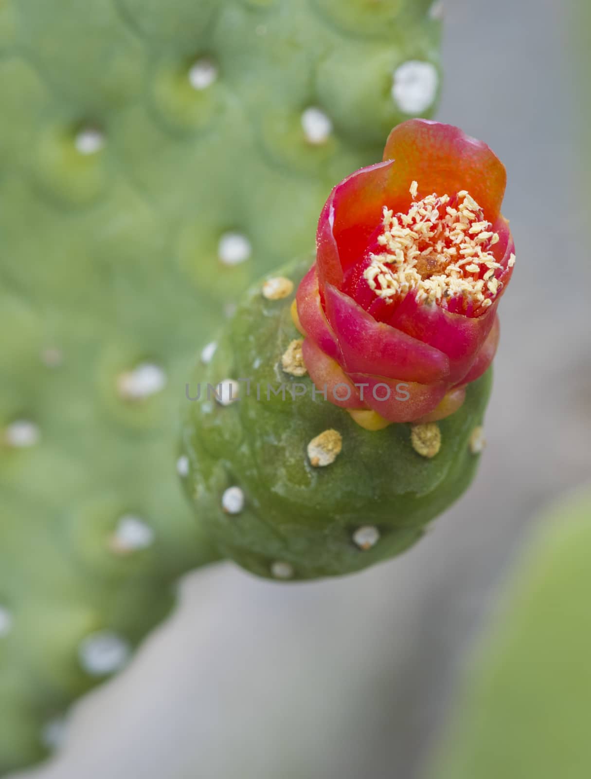Close-up detail of a red prickly pear cactus flower opuntia in an ornamental desert garden