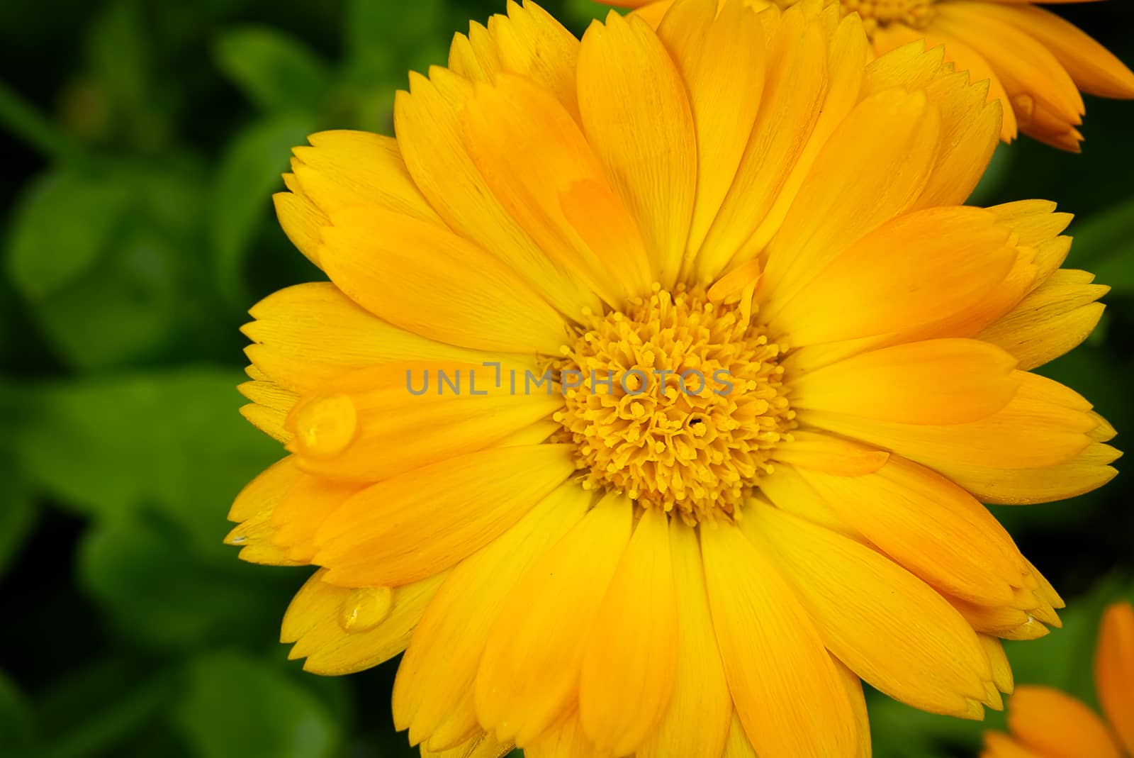 Macro shoot of Calendula flower, Calendula officinalis or english marigold on blurred green background