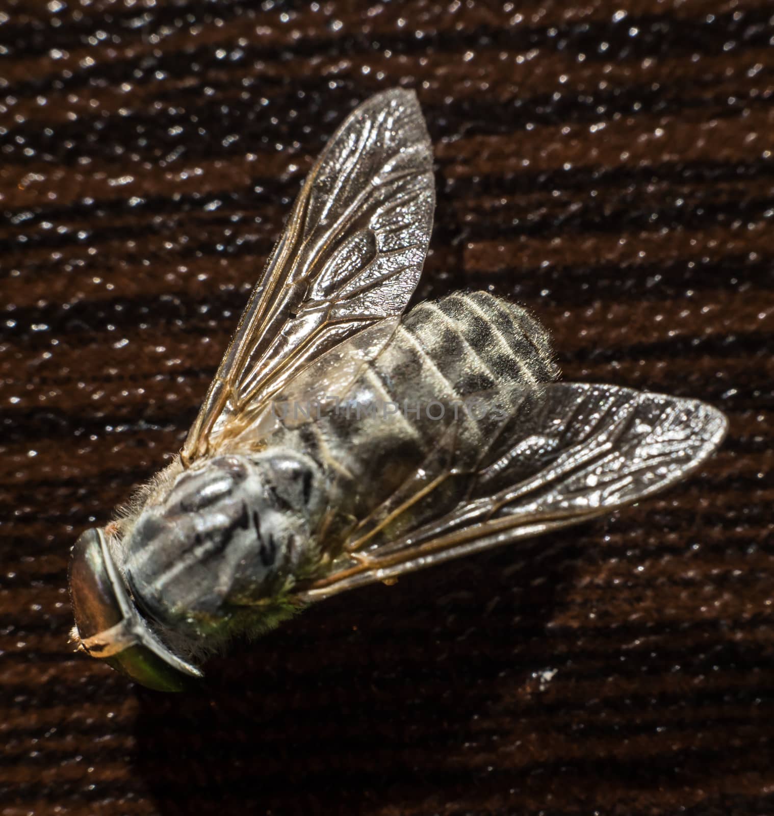 Horsefly or Gadfly or Horse Fly Diptera Insect Macro. Selective focus. Mixed light
