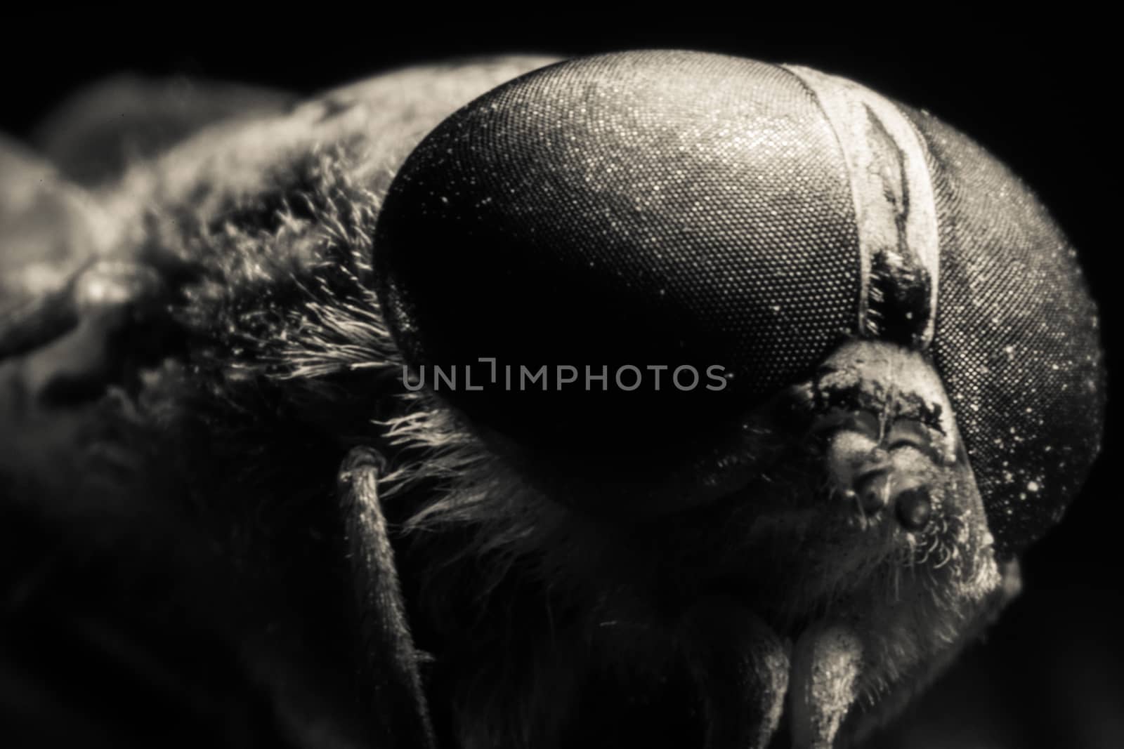 Horsefly or Gadfly or Horse Fly Diptera Insect Macro. Selective focus. Mixed light