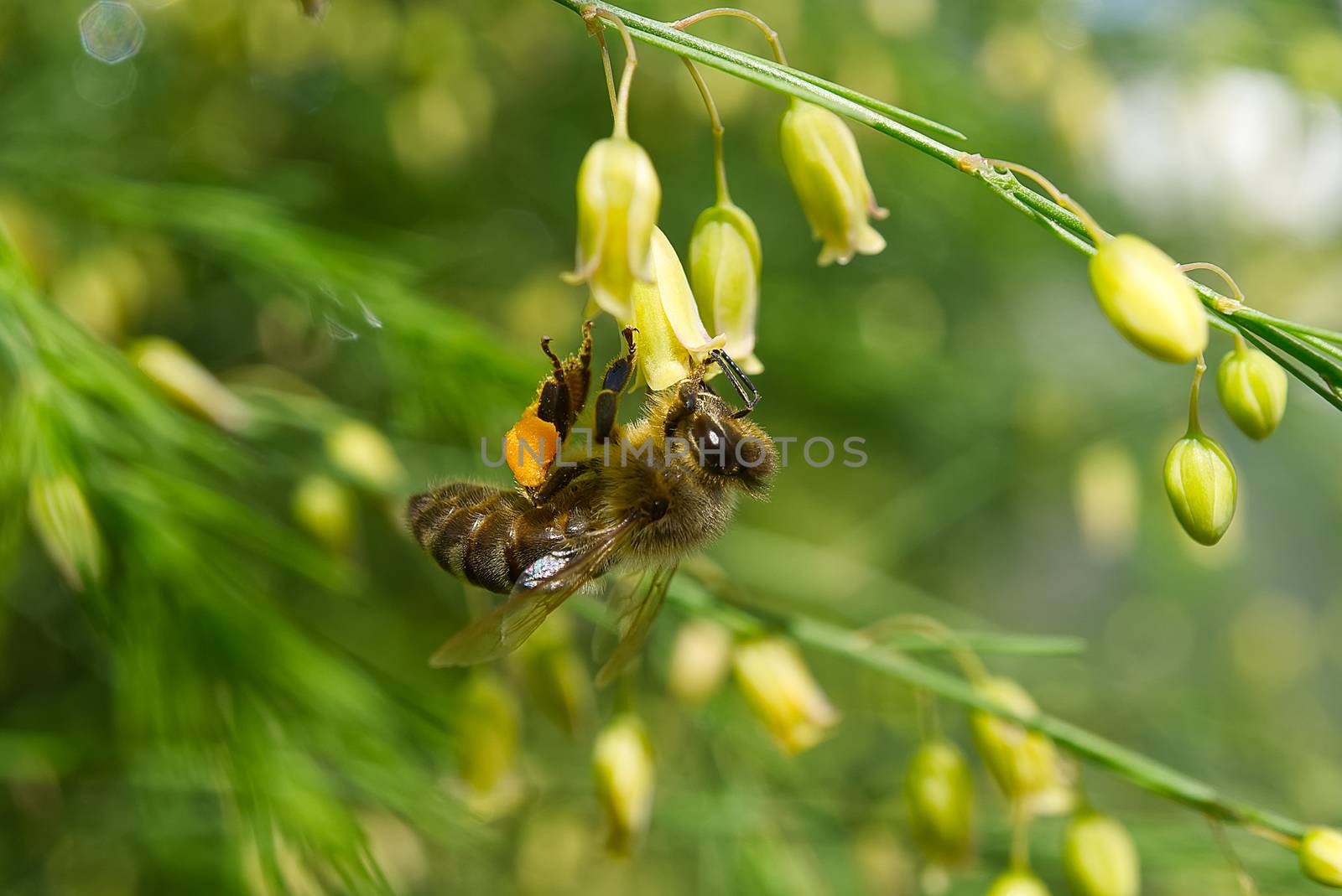 Honey bee worker collecting pollen from blossom of Asparagus tenuifolius plants. macro shoot