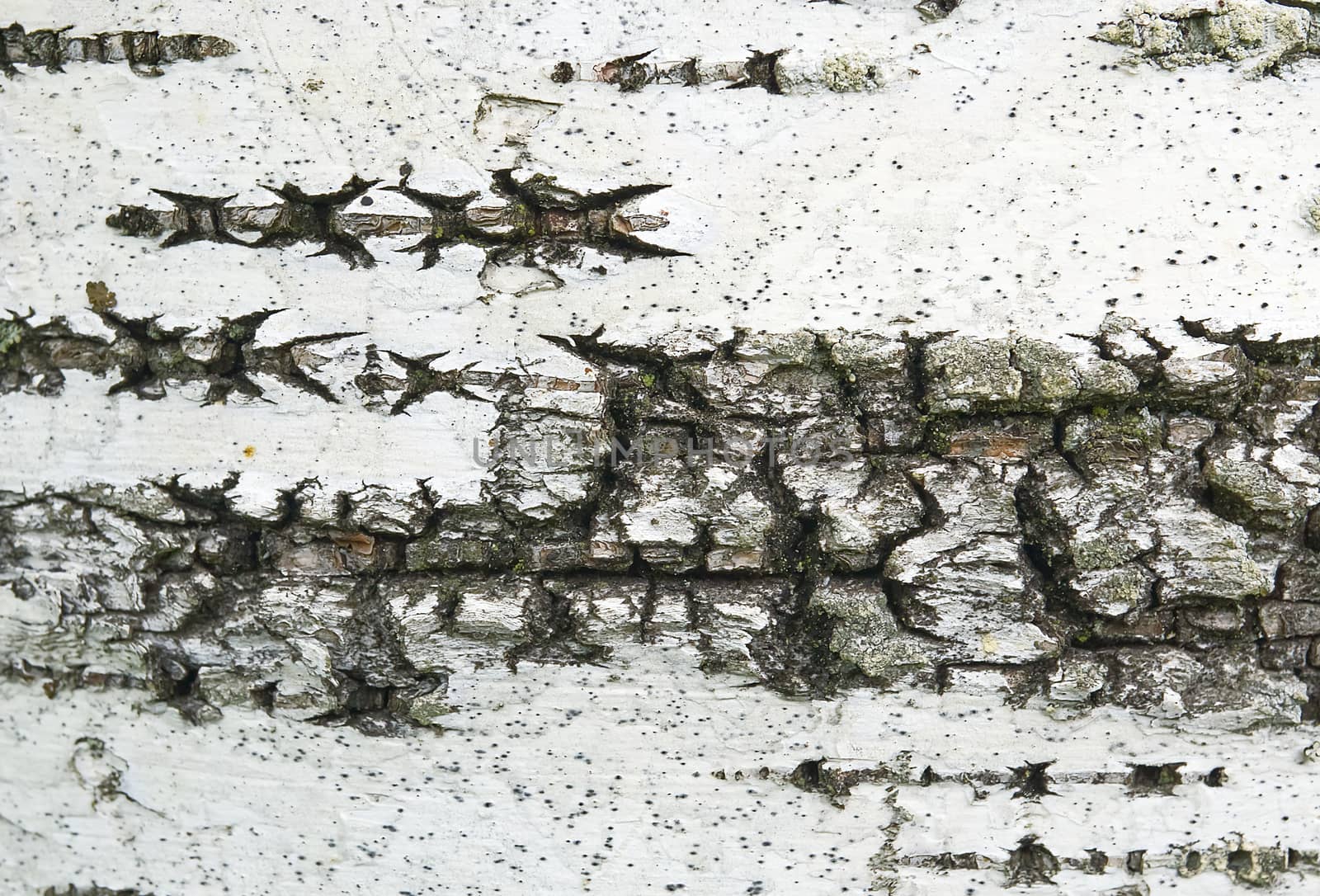 White birch bark texture with moss close-up