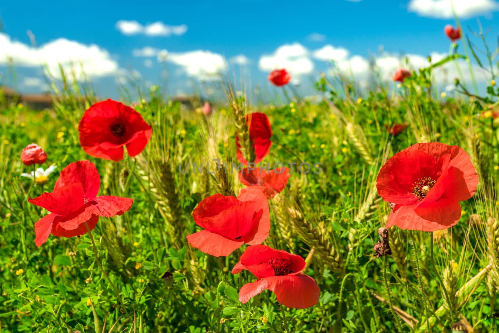 Close-up of red poppies field with blue cloudy sky at horizon