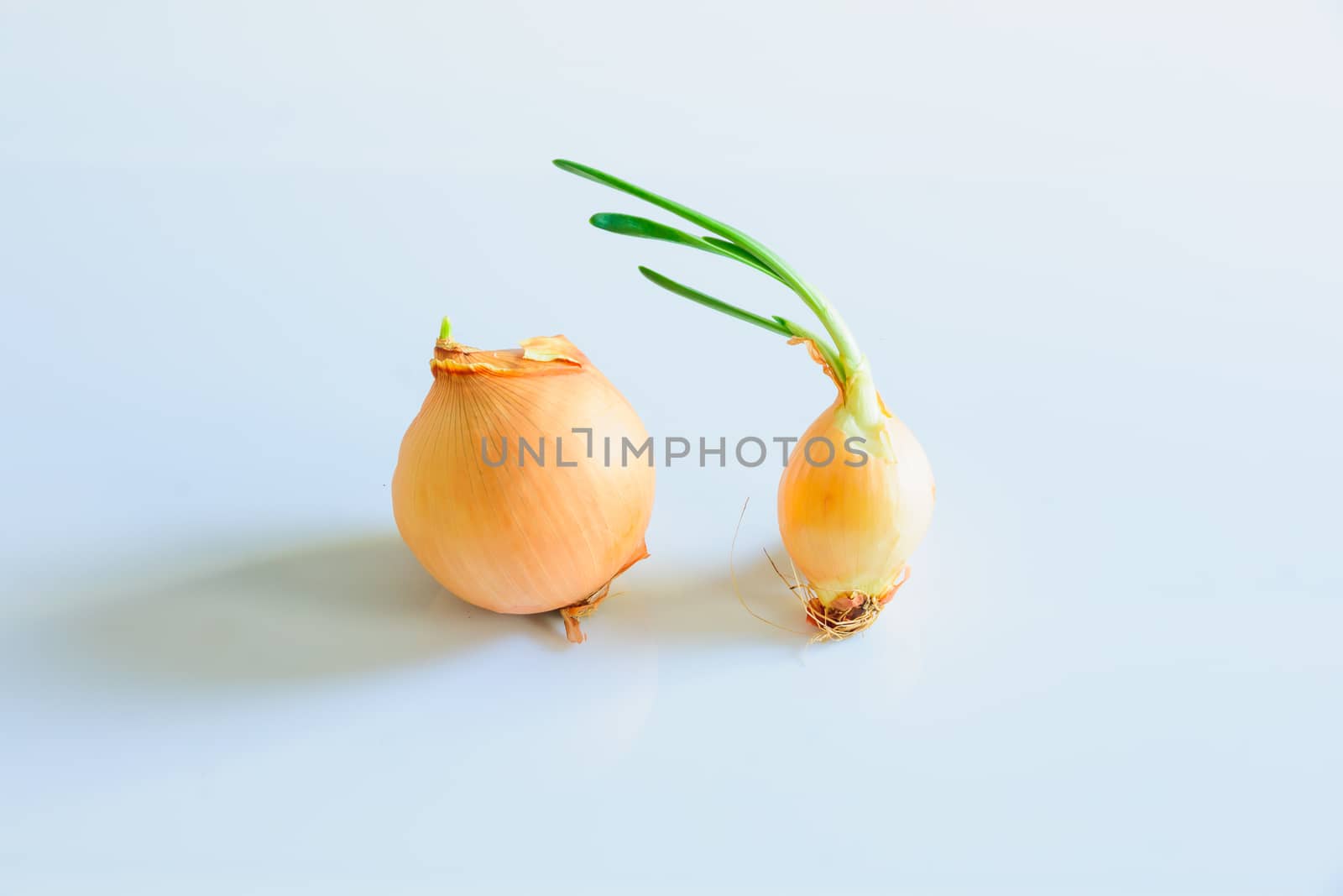 Onions by RnDmS
