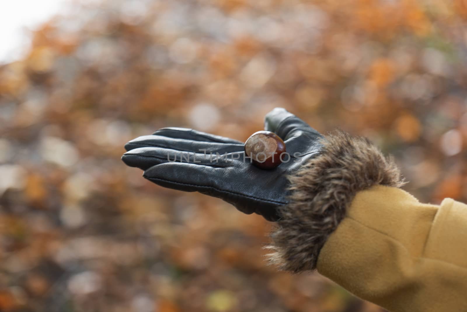 A large brown conker held in the palm of a womans hand