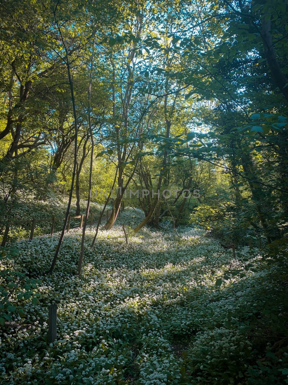 Bright light shining through a beautiful part of the forest