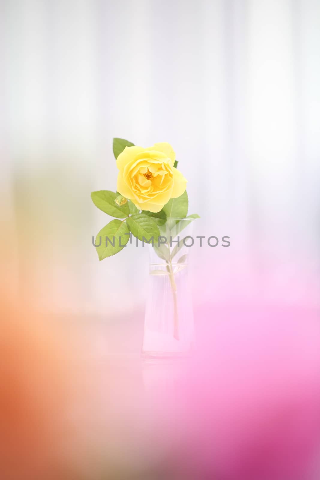 Rose flower in jar by piyato