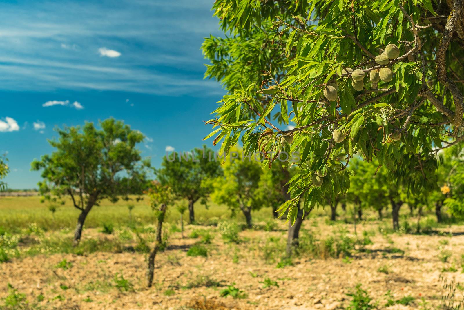 Almond tree orchard with close-up of green almond nuts on branch