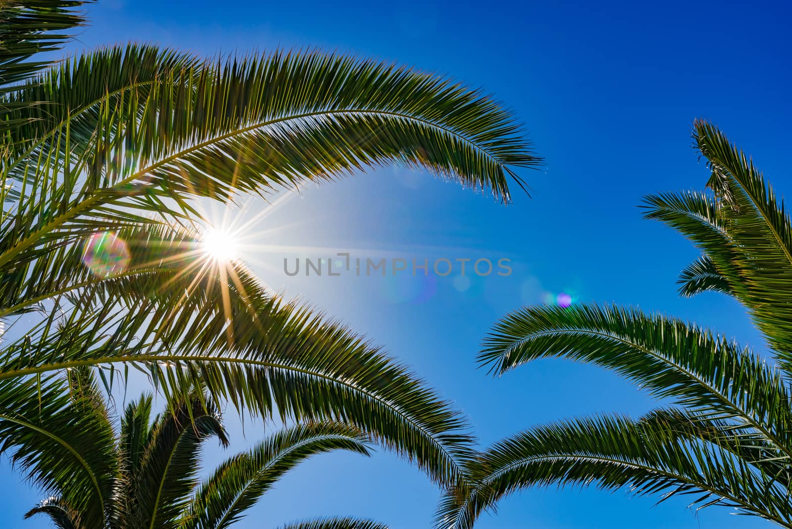 Summer background of palm trees against blue sky with bright sun rays shines through green leaves