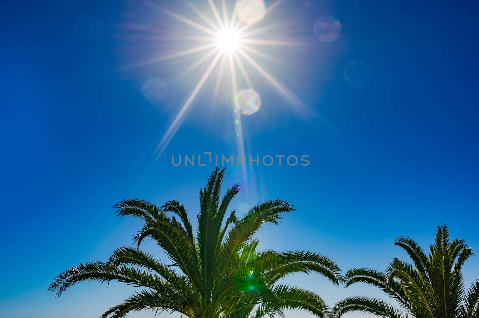 Palm trees with blue sky and bright sun by Vulcano