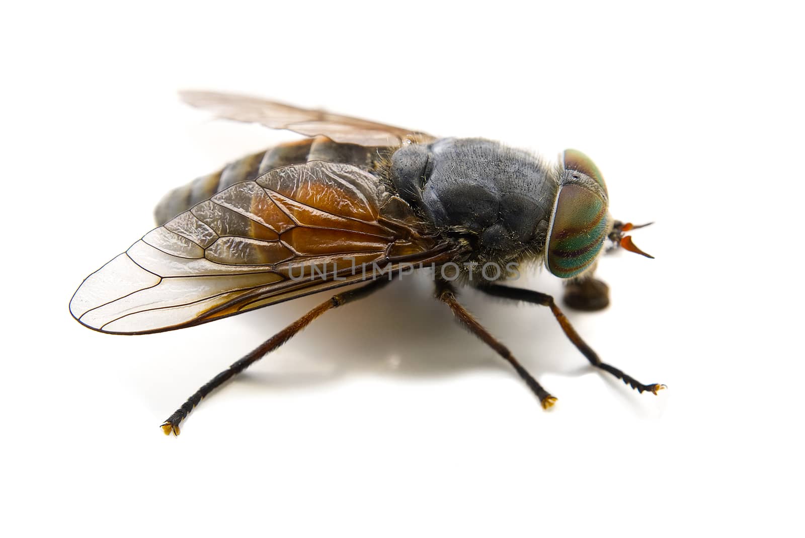 macro shoot of Big gadfly isolated on a white background