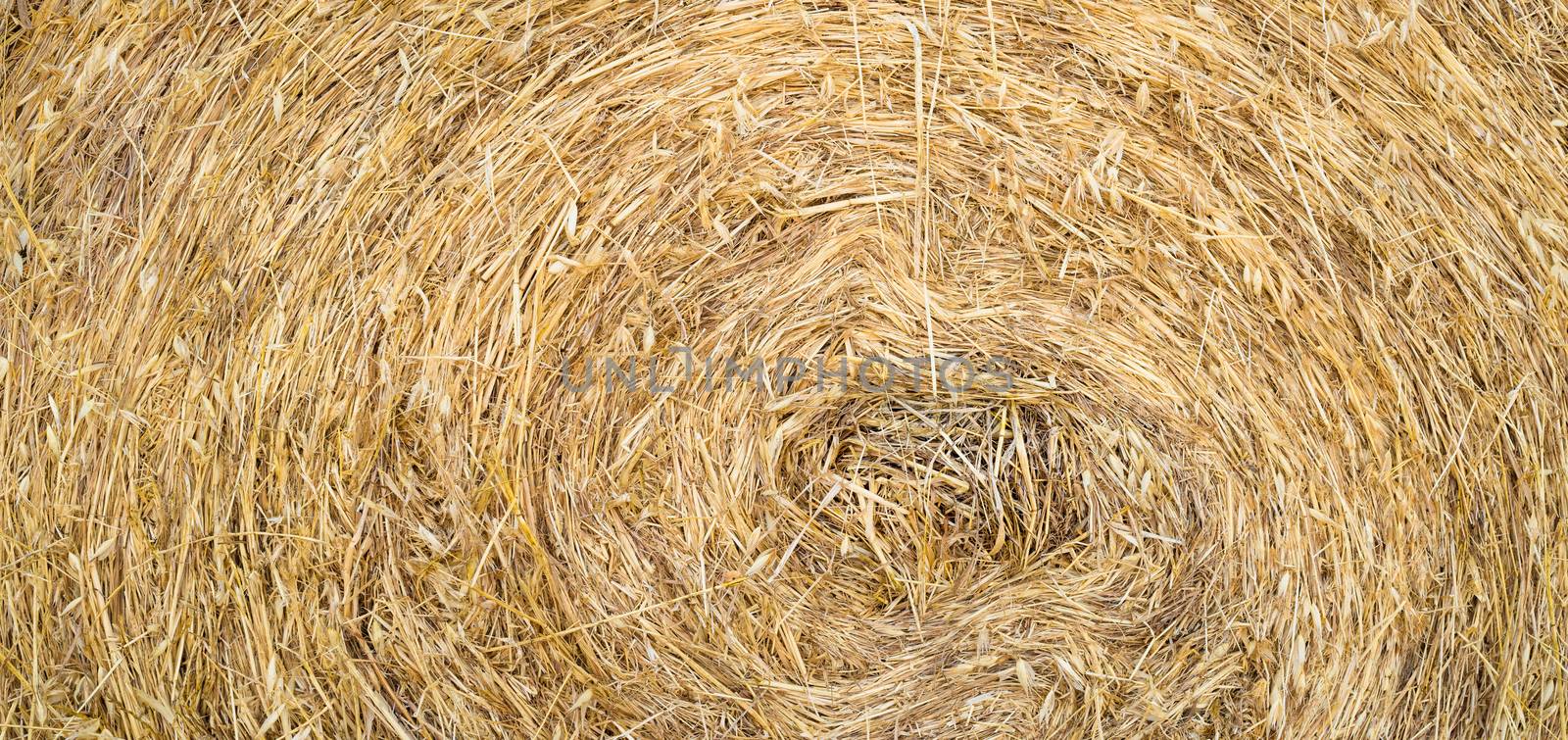 Dry golden hay roll background texture, close-up panorama