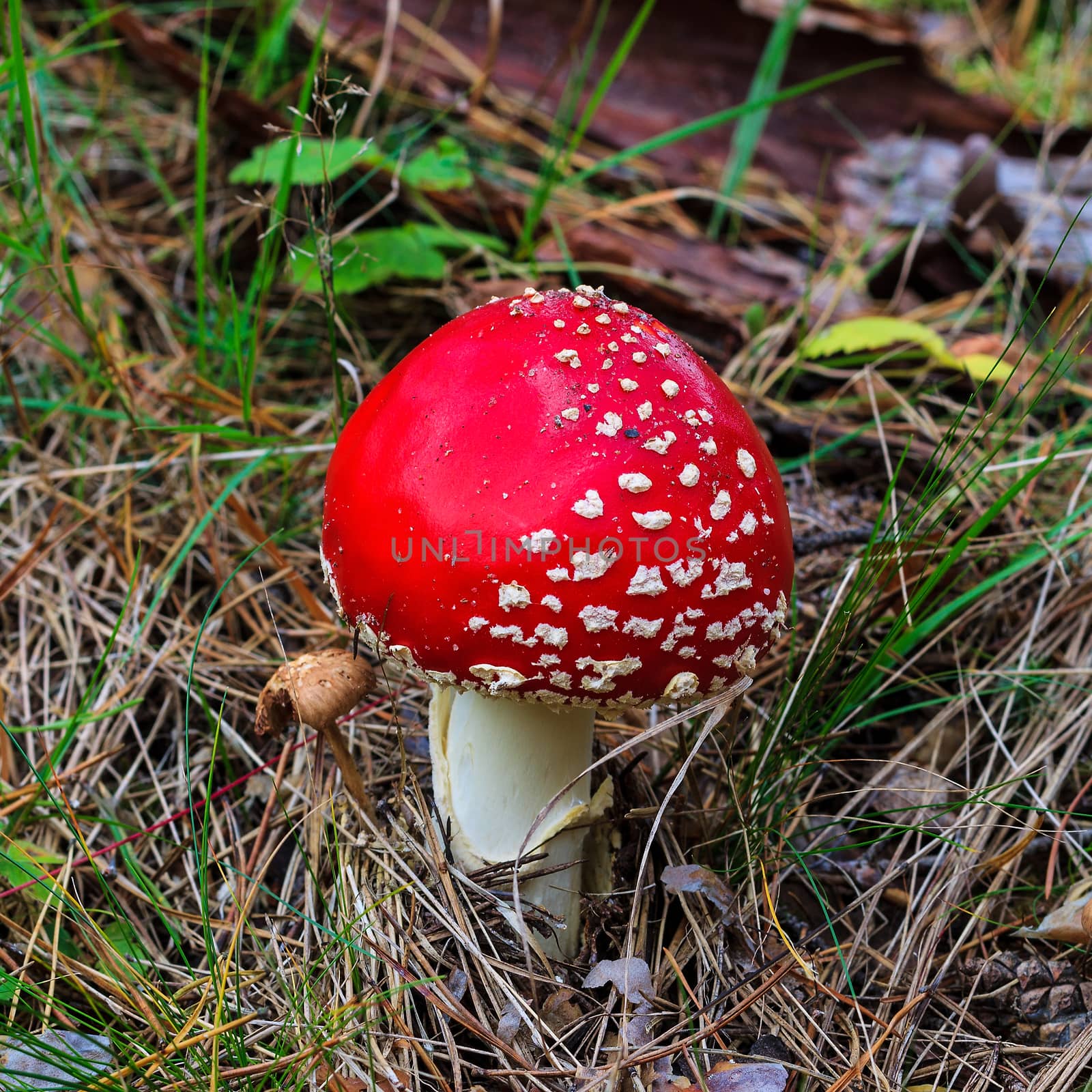 red amanita in the autumn forest on a cloudy day with needles in the background